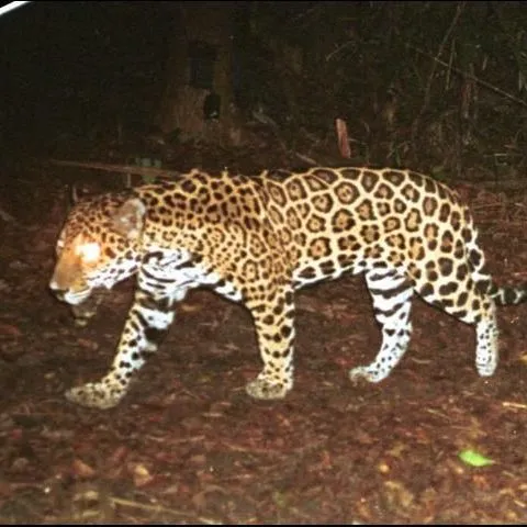 thumbnail for publication: Jaguar: Another Threatened Panther